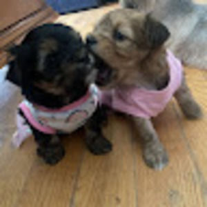 Meet your Posher, Alishaly